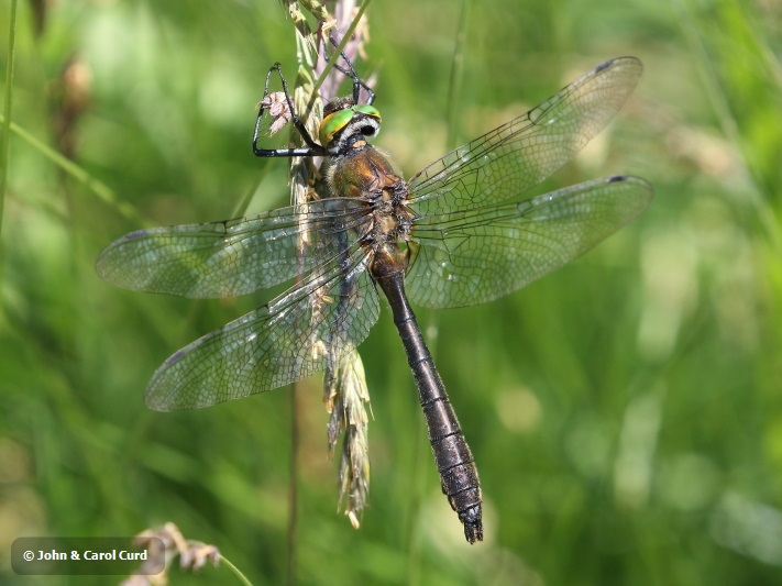 J18_1520 Cordulia aenea male.JPG